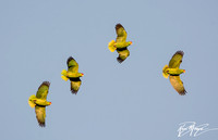 Red-crowned Parrot - Amazona viridigenalis