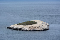 Bird Rock