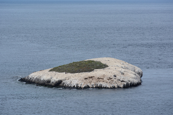 Bird Rock