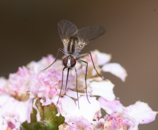Bee fly - Geron sp.