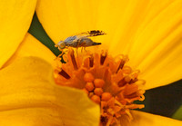 Fruit flies - Tephritidae/Fruit fly - Trupanea sp.