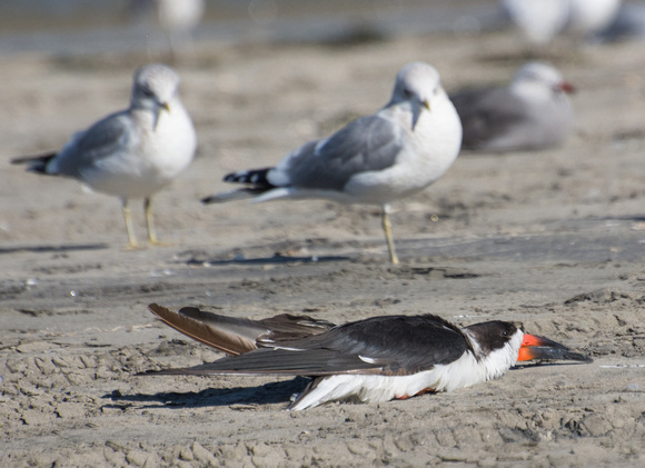 Black skimmer - Rynchops niger