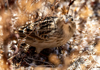 Chestnut-collared Longspur - Calcarius ornatus