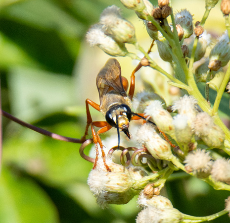 Great golden digger wasp -  Sphex ichneumoneus