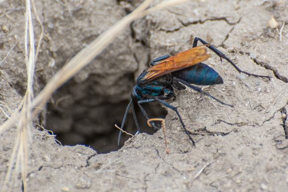 Tarantula Hawk - Pepsis sp