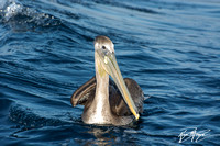 Brown Pelican - Pelecanus occidentalis