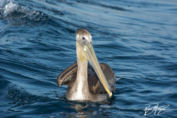 Brown Pelican - Pelecanus occidentalis