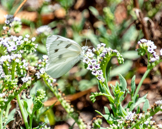 Checkered White - Pontia protodice