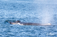 Humpback Whale - Megaptera novaeangliae