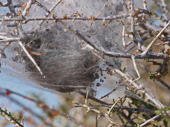 Tent caterpillar - Malacosoma sp.