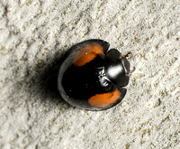 Twice-struck Ladybeetle - Axion plagiatum