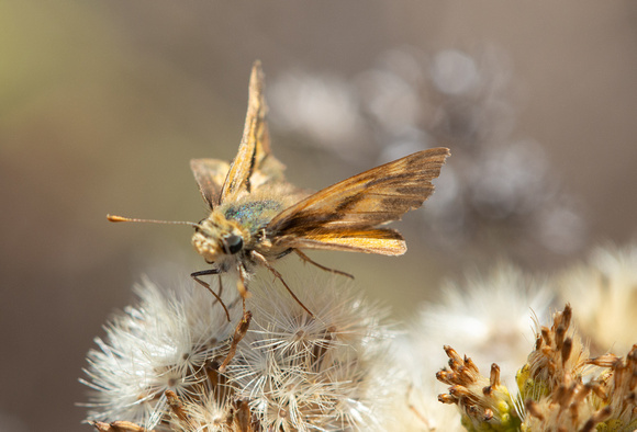 Woodland skipper - Ochlodes sylvanoides