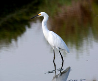 Snowy Egret - Egretta thula