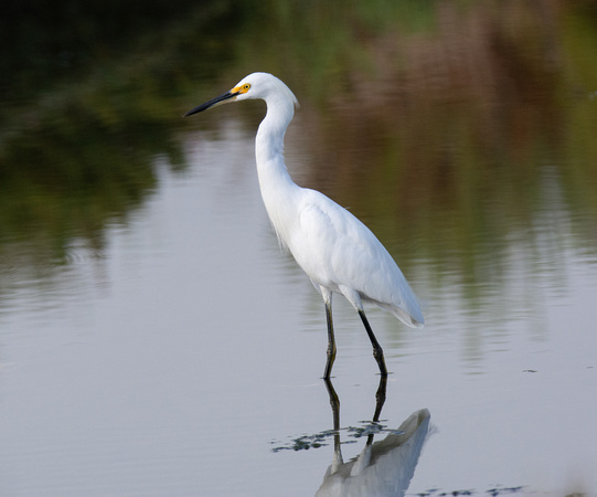 Snowy Egret - Egretta thula