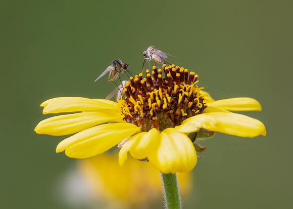 Bee fly - Geron sp.