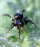 Ground spider 4 - Zelotes sp.