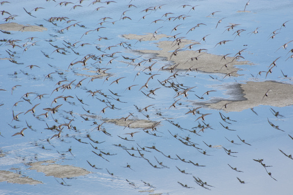 Least Sandpiper - Calidris minutilla