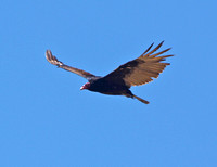 Turkey Vulture - Cathartes aura