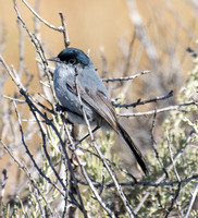 California Gnatcatcher - Polioptila californica