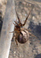 Orb weaver -Metazygia zilloides