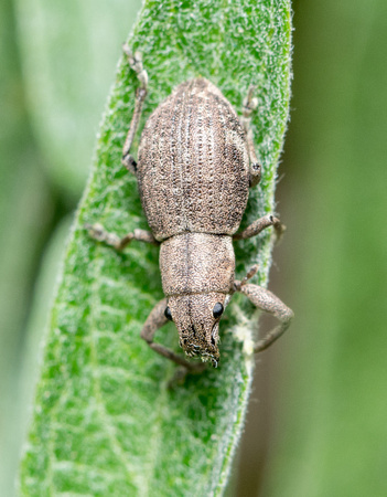 Fuller rose beetle - Pantomorus cervinus