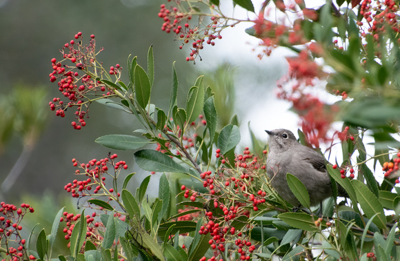 Townsend's Solitaire - Myadestes townsendi