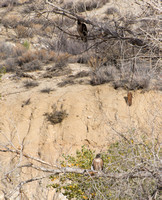 A pair of Red-tailed Hawk - Buteo jamaicensis