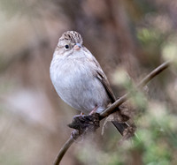 Brewer's Sparrow - Spizella breweri