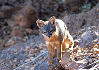 Santa Cruz Island Fox - Urocyon littoralis santacruzae