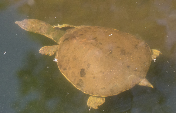 spiny softshell turtle - Apalone spinifera