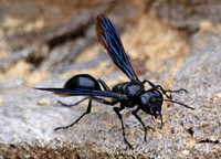 Thread-waisted wasp - Isodontia philadelphica