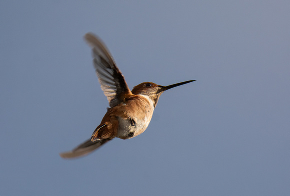 Allen's Hummingbird - Selasphorus sasin