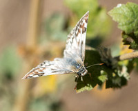 Northern White Skipper - Heliopetes ericetorum