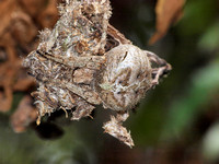 Orb weaver - Araneus andrewsi