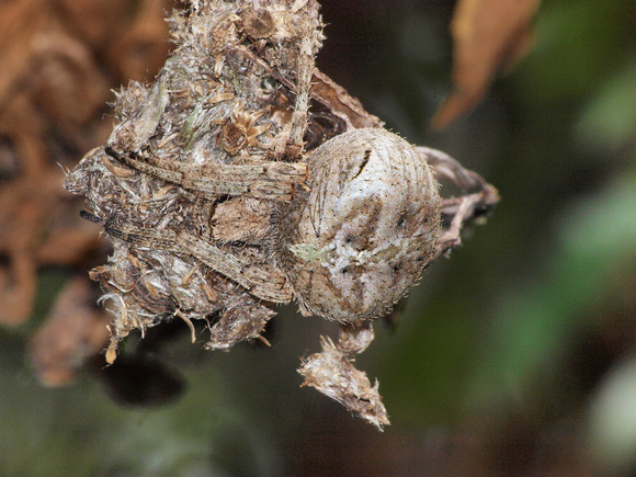 Orb weaver - Araneus andrewsi