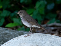 Hermit Thrush - Catharus guttatus