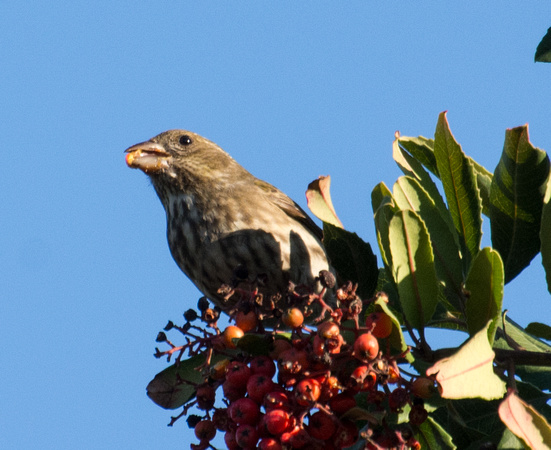 Purple Finch - Haemorhous purpureus (female)