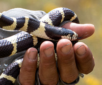 California kingsnake - Lampropeltis getula californiae