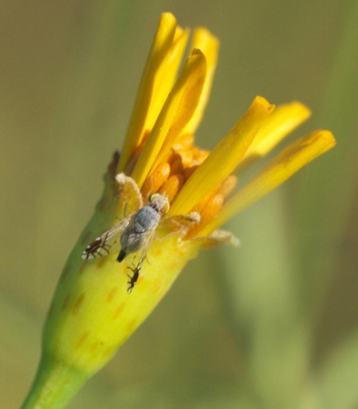 Fruit fly - Trupanea sp.