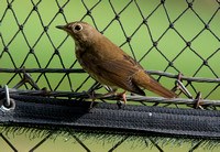 Swainson's Thrush - Catharus ustulatus
