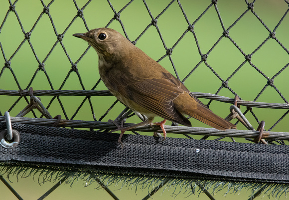 Swainson's Thrush - Catharus ustulatus