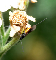 Braconid wasp - unidentified sp.