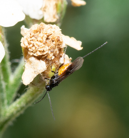 Braconid wasp  - unidentified sp.