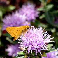 Fiery skipper - Hylefila phyleus