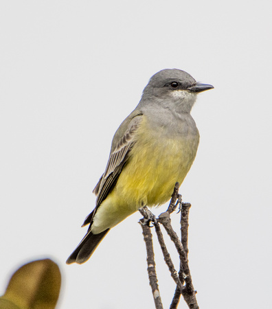 Cassin's Kingbird - Tyrannus vociferans