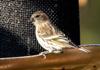 Pine Siskin - Spinus pinus