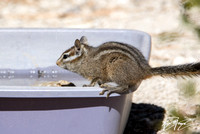 Merriam's Chipmunk - Neotamias merriami