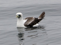Masked Booby - Sula dactylatra