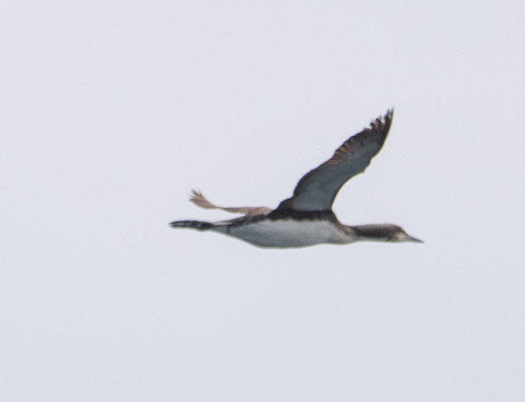 Pacific Loon - Gavia pacifica