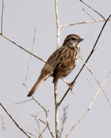 Song Sparrow - Melospiza melodia